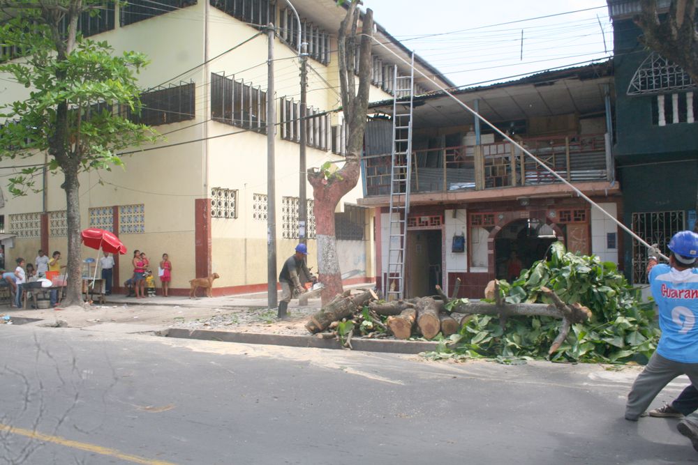 Así como cortan los árboles se debe exigir la siembra de más de estos ejemplares