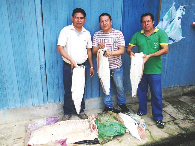 Decomisan paiche en Caballococha_3500