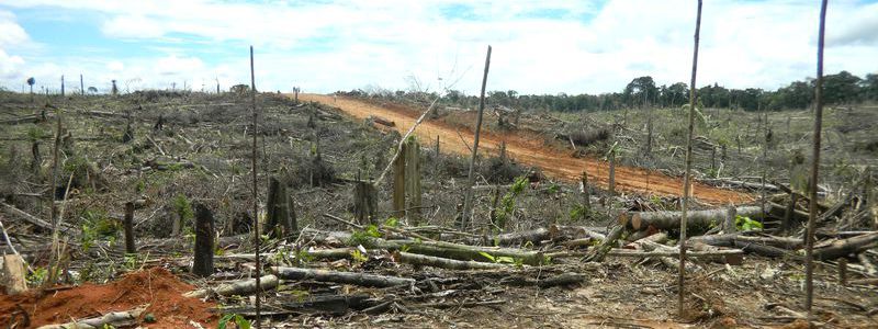 deforestacion Tamshiyacu