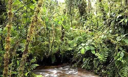 Nada sustituye a los bosques primarios