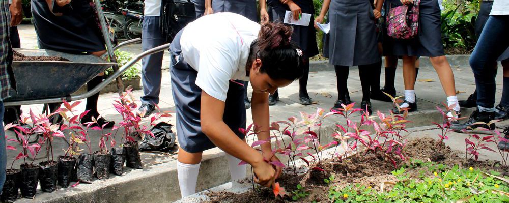 Escolarea aprenden a reforestar