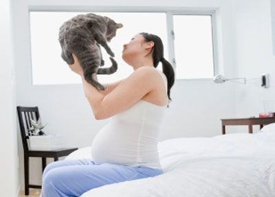 El gato y el embarazo