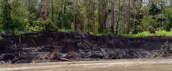 Los bosques inundables son los más fértiles que tenemos en la Amazonía.