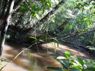 Los ocho países amazónicos propician defender la naturaleza junto a pueblos originarios