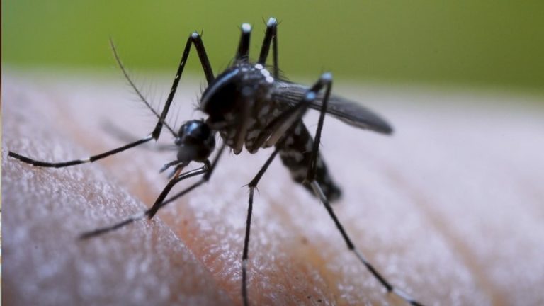 Dengue: Más de 1.3 millones de intervenciones de control larvario en el 2025