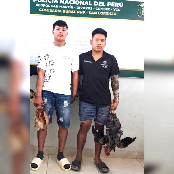Roban gallinas para preparar juanes