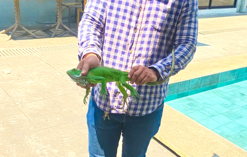 Iguana verde es rescatada y liberada en su hábitat tras intervención en Iquitos