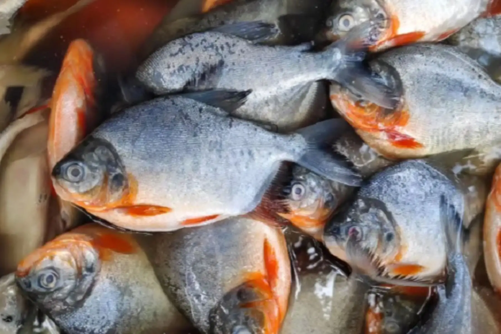 Propuesta de crianza de peces en jaula en cochas de la Amazonía peruana